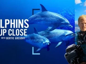 Dolphins Up Close With Bertie Gregory (2025)