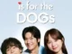 Love Is for the Dogs Season 1 (Complete) (Korean Drama)
